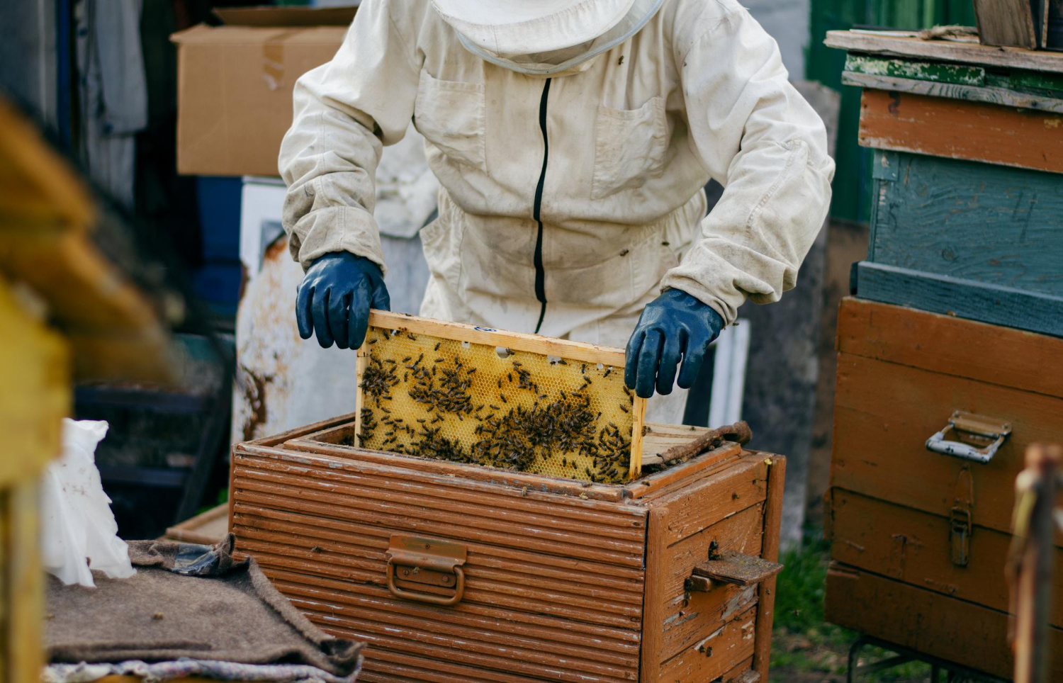 Top 5 Reasons to Remove Bees from Your Palm Springs Property